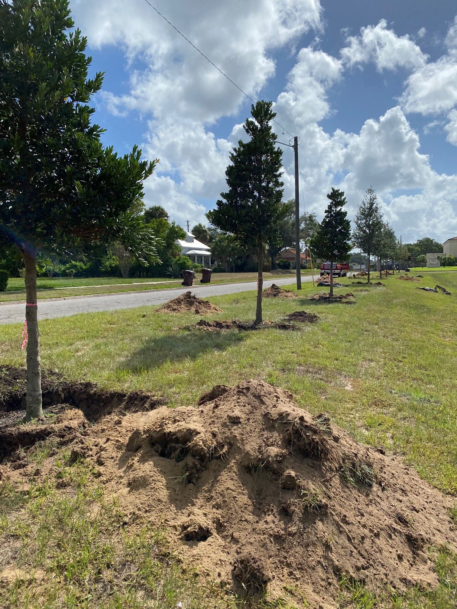Japanese Blueberry Trees on Sessoms Avenue