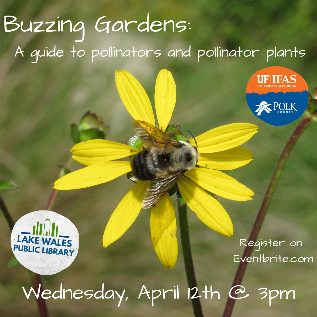 Adult Gardening April 2023 floweer with bee